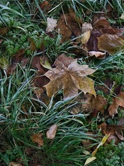 fallen autumn leaves
