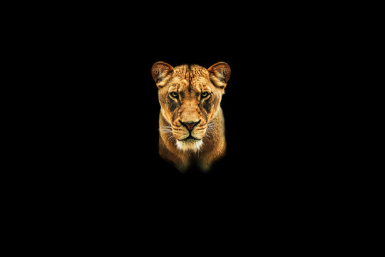 Female lion portrait isolated with bright eyes looking forward with a black background