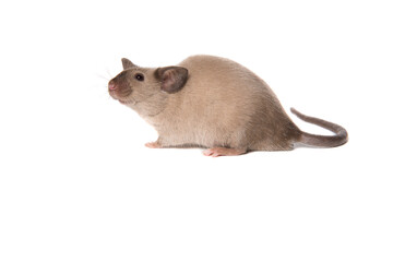 Cute tame house mouse isolated on a white background seen from the side looking up