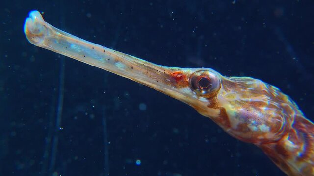 Close-up, head and eyes of a Wide-nosed pipefish (Syngnathus variegatus),  Red Book Ukraine, Black Sea