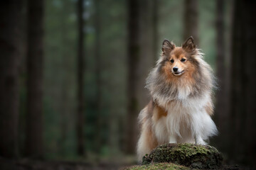 Fototapeta na wymiar Cute shetland sheepdog standing on a tree trunk in a forest