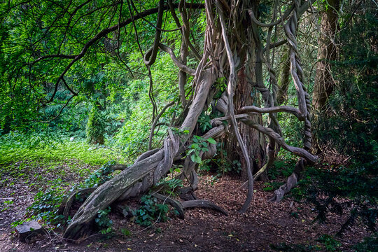 Lianas climbing a old tree,Metasequoia glyptostroboides tree