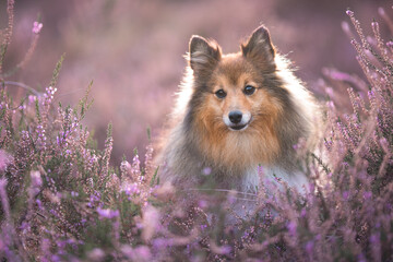Portrait of a cute shetland sheepdog sitting between blooming heather looking away