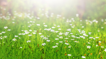 White spring flowers on a meadow among green grassin the sunlight, spring background