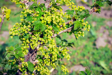 Fototapeta na wymiar Currant blossom, currant branch with spring flowers