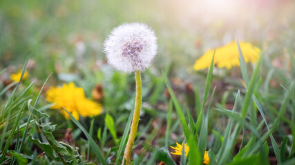 Yellow and white dandelions in a meadow in sunlight