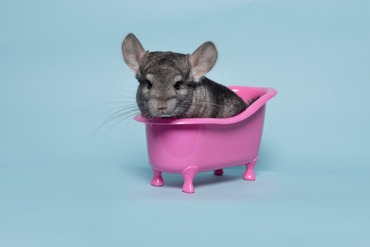 Cute grey chinchilla sitting in a pink bathtub on a blue background