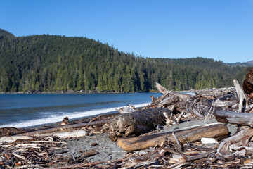 Fototapeta na wymiar driftwood on the beach at Port Renfrew, British Columbia, Canada
