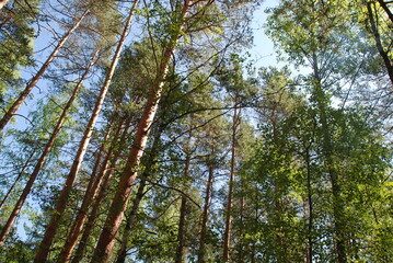 Tall straight trunks of pine trees in the forest.
Summer sunny day. Pine forest. The long, straight trunks of pine trees extend into the sky. At the top are branches with green needles. Light blue sky