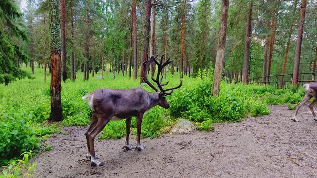 A couple of wild elk with long horn is standing in the middle of the forest and shaking its body to get rid of water after a splash of rain