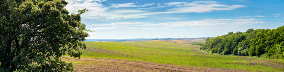 Fototapeta na wymiar Wide panorama with spring field and trees on the edge of the field