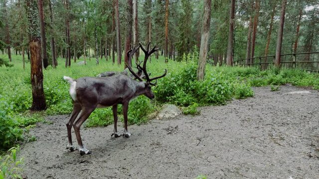 A wild moose with long horn is standing in the middle of the forest and shaking its body to get rid of water after a splash of rain