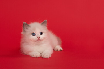 Cute ragdoll kitten with blue eyes lying down on a red background with space for copy