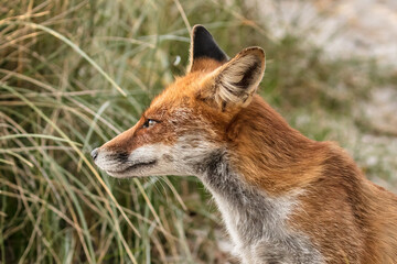 Fototapeta premium fuchs