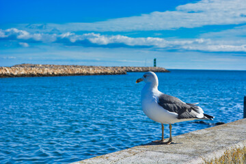 Ein Möwe am Hafen von Lagos in Portugal