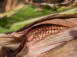 Reifer Maiskolben Makroaufnahme