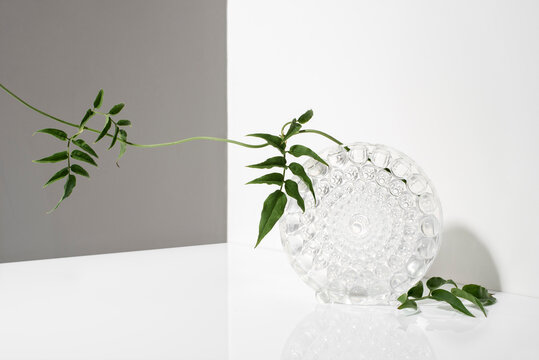 Vase and Vine