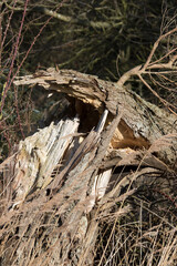 Close-up of a tree blown down in high wind. Forest damage.