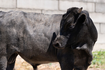 Year of the bull 2021. Symbol of the zodiac of the bull 2021. Livestock and organic food concept. Eastern horoscope for 2021 bull, bull on the farm. Merry christmas and happy new year