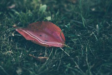 autumn leave