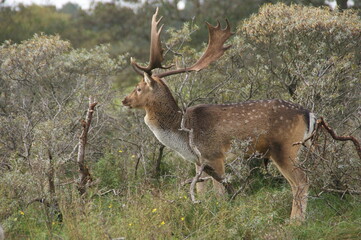 Naklejka na ściany i meble A large fallow deer with antlers in the Dutch green dunes