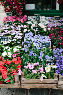 Flower Shop in Paris