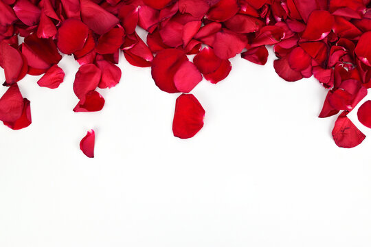 Red rose petals lined at the top of the image on a white background.