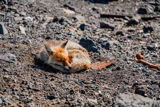 Wild Fox