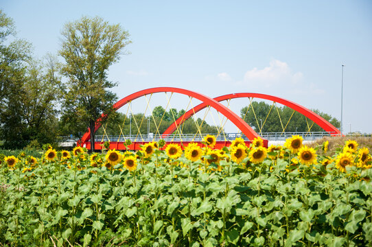 Red bridge in the background with sunflower field in front of it