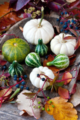 Still life with colorful pumpkins