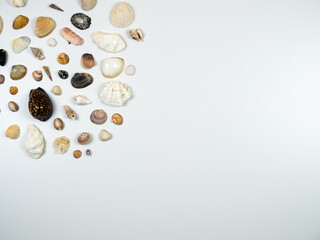 Shells composition. Shells on white background. Flat lay, top view