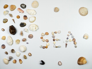 Shells composition. Shells on white background. Sea concept. Flat lay, top view