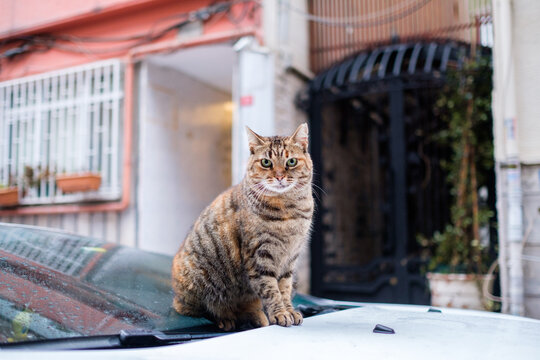 Homeless cat