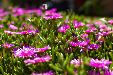 Soft cactus flower