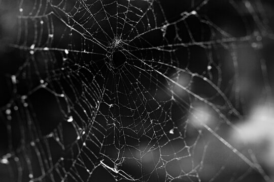 Spiderweb
