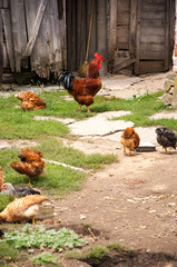 Rooster and chickens on traditional free range poultry farm