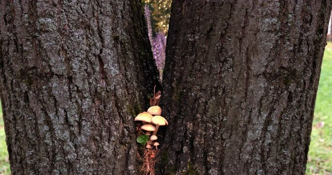 Yellow mushrooms grow on a tree.
Sunny Summer. Purple flowers. Light wind.
Dandelion seeds are blown across the park.
