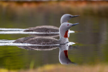 Sterntaucher (Gavia stellata)