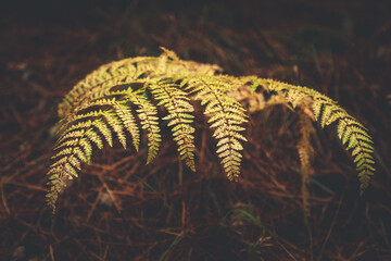 fern leaves in autumn