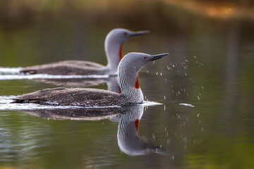 Sterntaucher (Gavia stellata)