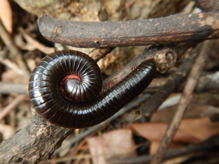 Millipede, Diplopoda, Myriapoda
