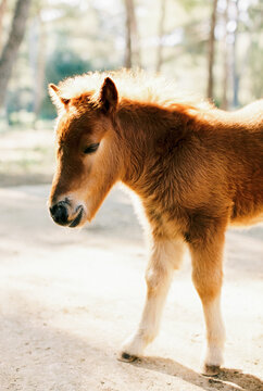 Baby Pony