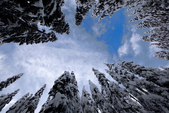 Looking up at a partly sunny sky through a circle of snow-covered evergreen trees in Snoqualmie Pass, WA
