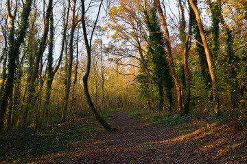 L'arbre chancelant sur un chemin du bois de la vallée à Jouy-le-Moutier (95280), département du Val-d'Oise en région Île-de-France, France