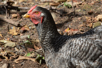 hen in the field