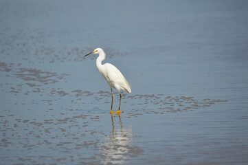great heron on the beach