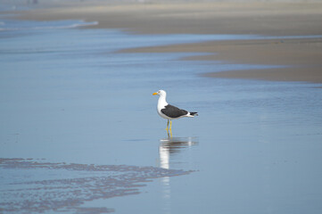 seagull on the beach