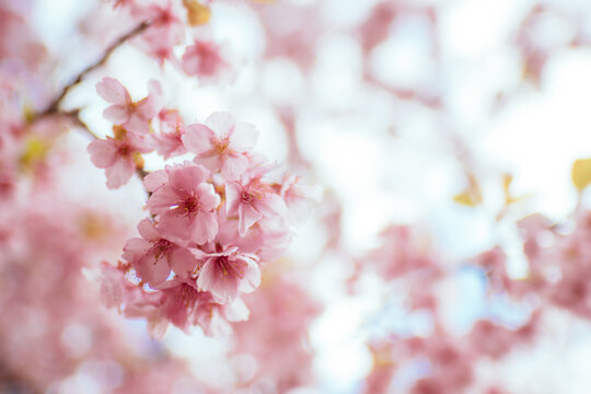 Beautifully Flowing of Ume Blossoms in Japanese Spring Season