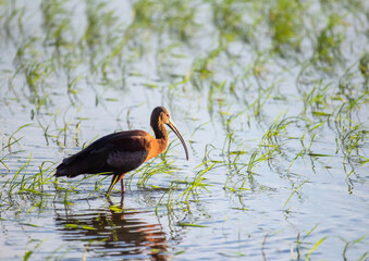 White-faced Ibis