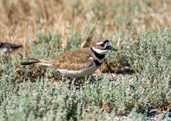 Killdeer